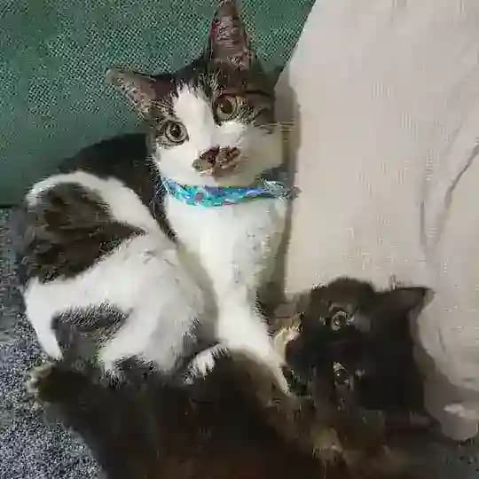 Yasemincetkinlikler🎨🎭🧩🎯 Profile