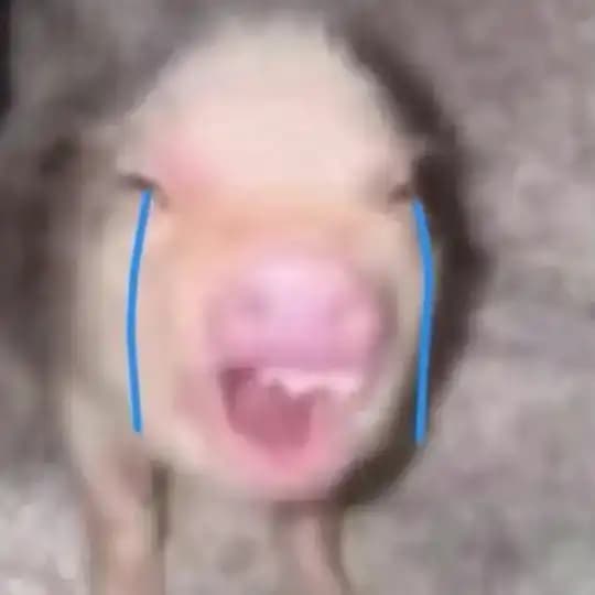 pipi