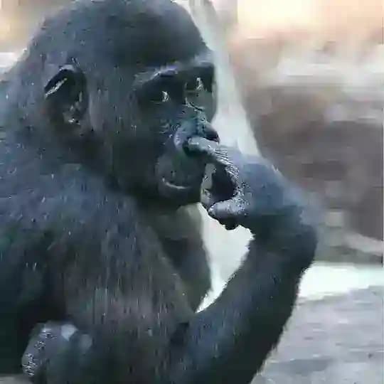 Zooмир