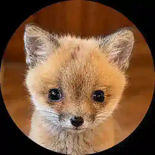 Apple The Fox 🦊🍎