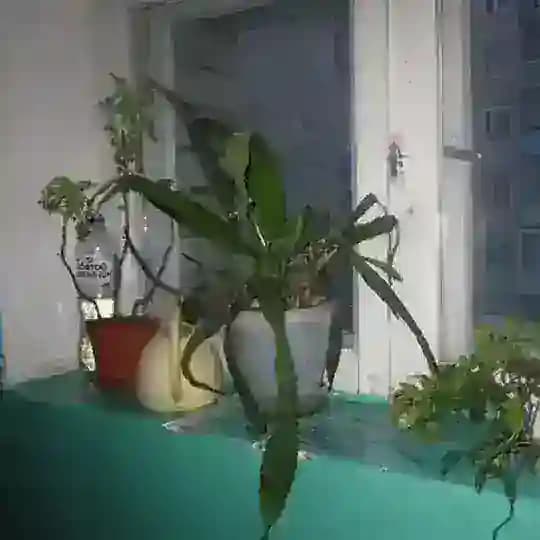 𝐿𝑖𝑙𝑦𝑎 𝟰-𝐸𝑉𝐸𝑅 . .