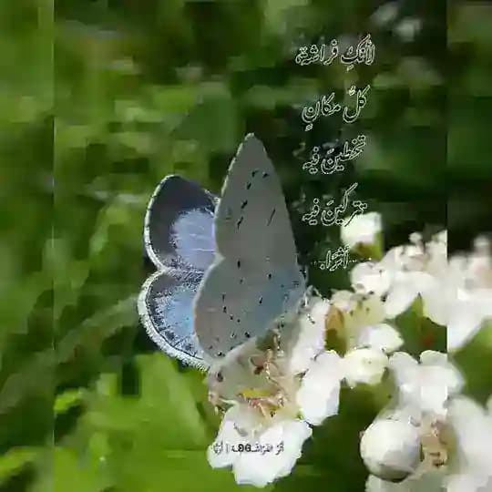 أثـرُ الفـ🦋ـراشَة | أُرَيَّا✨ Profile