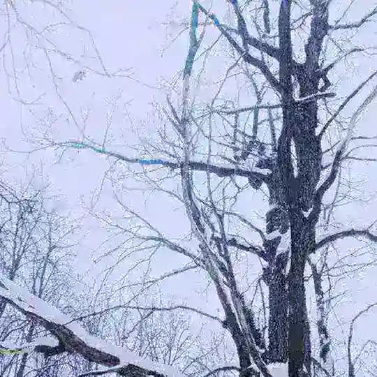белый