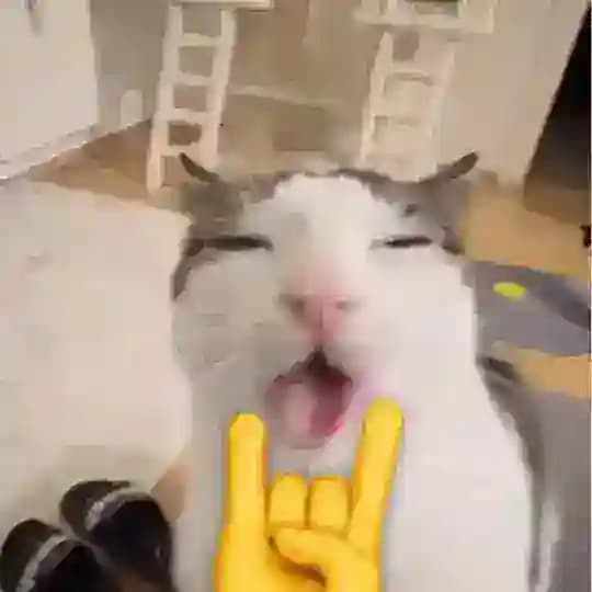 djizou
