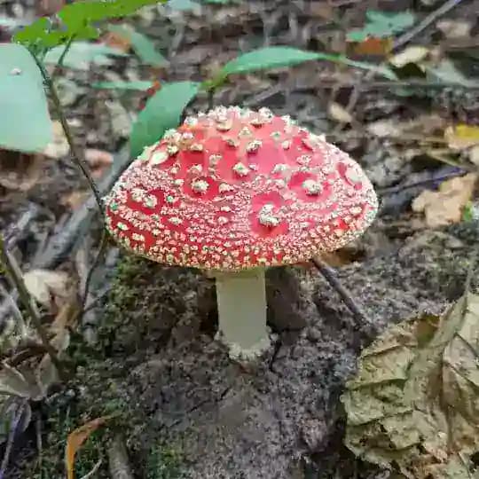 Ненавижу грибы