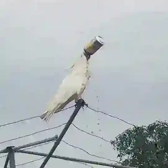 КАКАДУ наливает