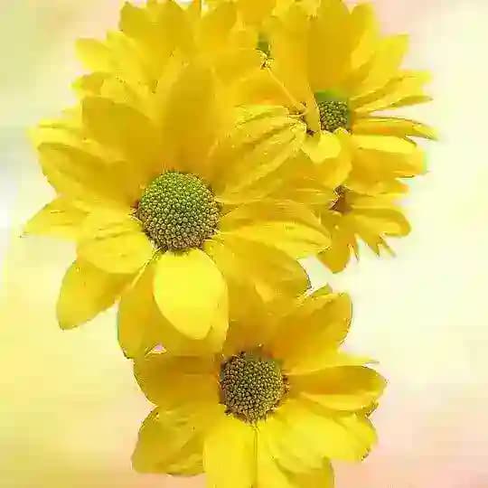 🌷الداعيــات الى الله🌷 Profile