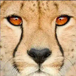 محیط بانان و جنگل بانان Profile