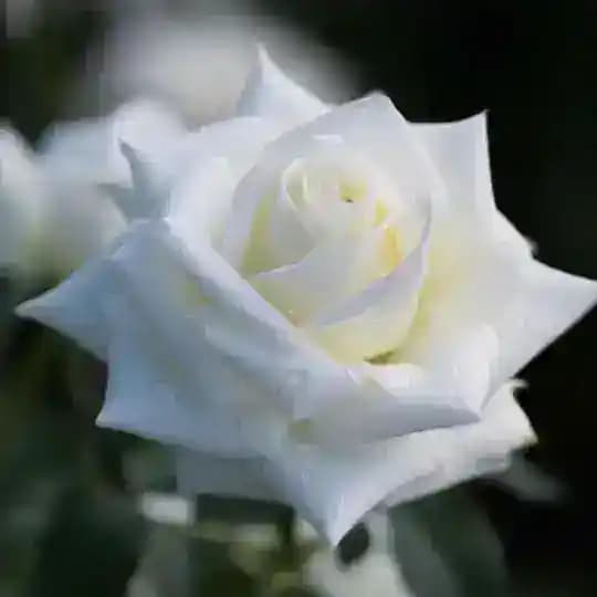 طمأنينــ❀ــۃ الـروح ♥️🍃 Profile