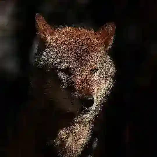 Чертог Волка