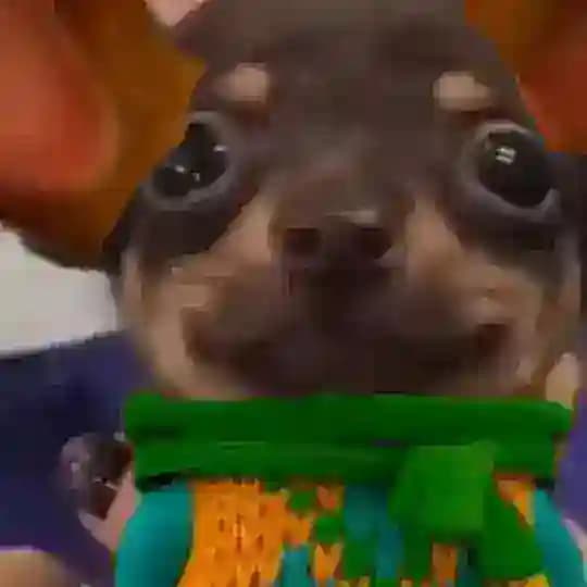 ☠Дом Барбоскиных☠ Profile