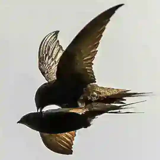 Walet Indonesia ๐ฎ๐ฉ Profile