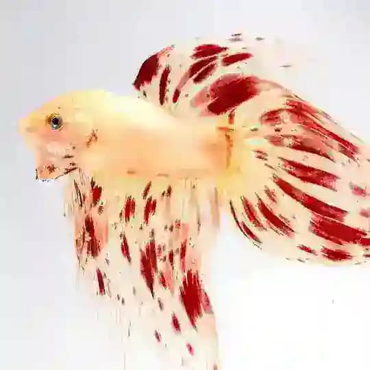 Bettas, Bichos y +🐛🦟🐞 Profile