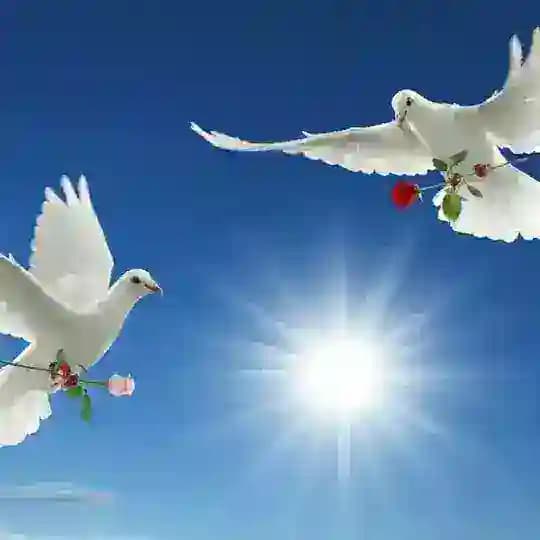 گروه . دور همی. شادی. Profile