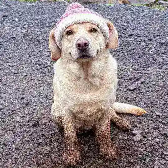 Muddy Doggy Profile