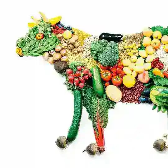 Vegan in Dresden Profile