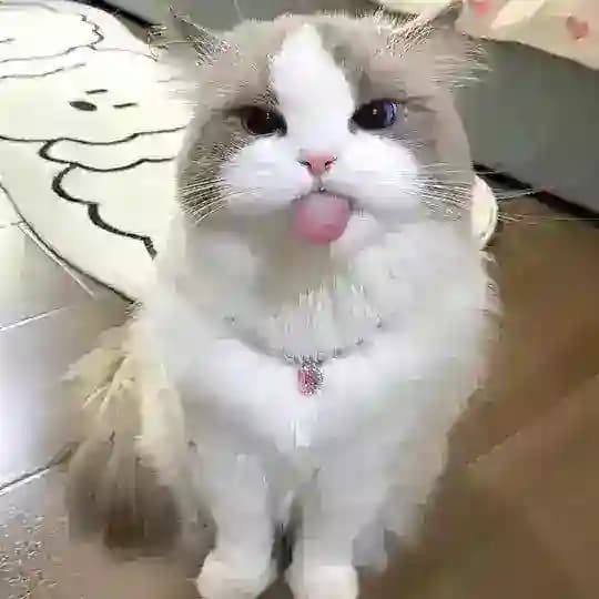 English Chatting 🌸 | Meow Group 🐾 Profile